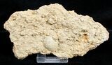 Fossil Jurassic Echinoderms (Acrosalenia) - France #3178-1